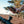Load image into Gallery viewer, Ahead E tn
